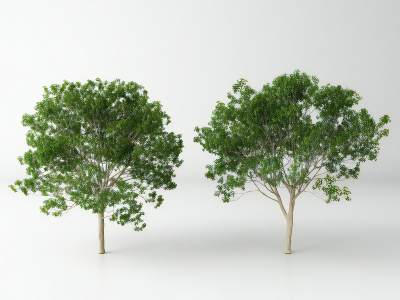 现代景观树